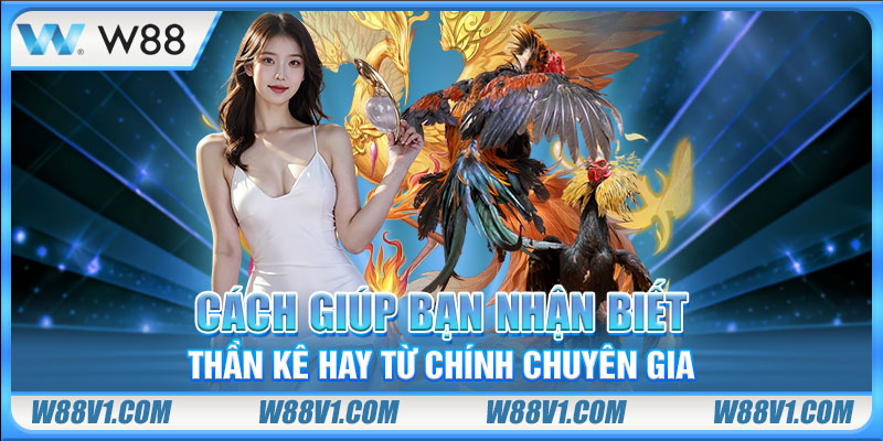 Đá Gà Đòn - Hiểu Đúng Để Thắng Đậm Cực Đã Mỗi Ngày Cách giúp bạn nhận biết thần kê hay từ chính chuyên gia